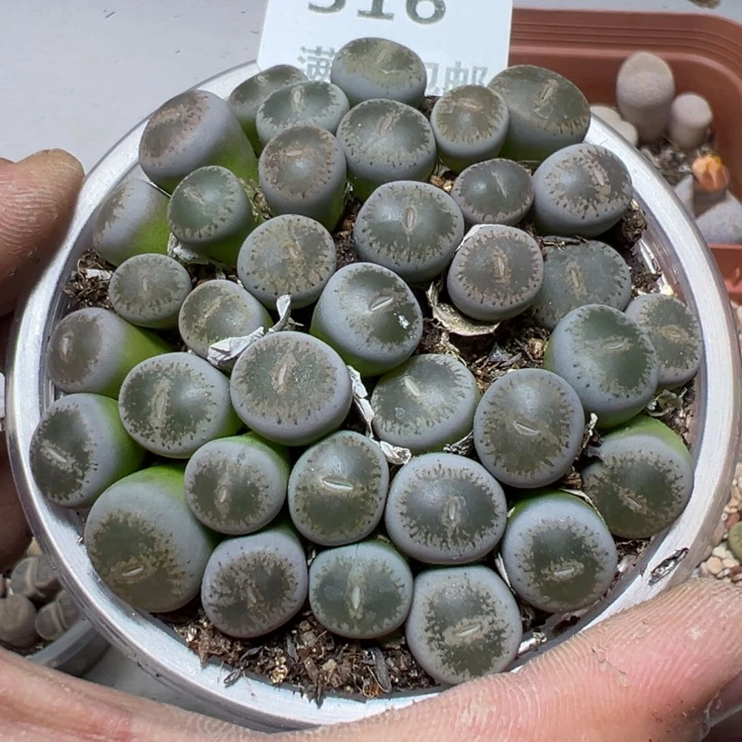 【闪购商品】 316。