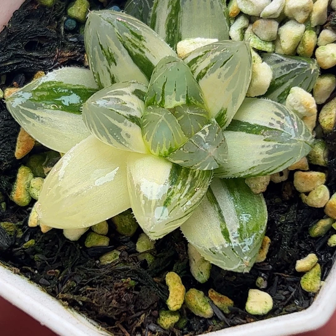 霓虹灯锦十二卷多肉