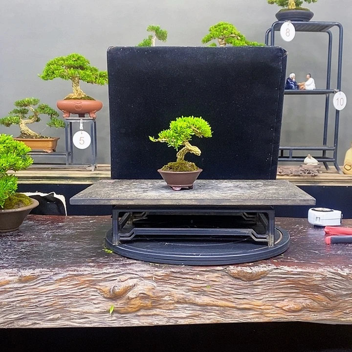 无花朵黄杨盆景四季常青不落叶