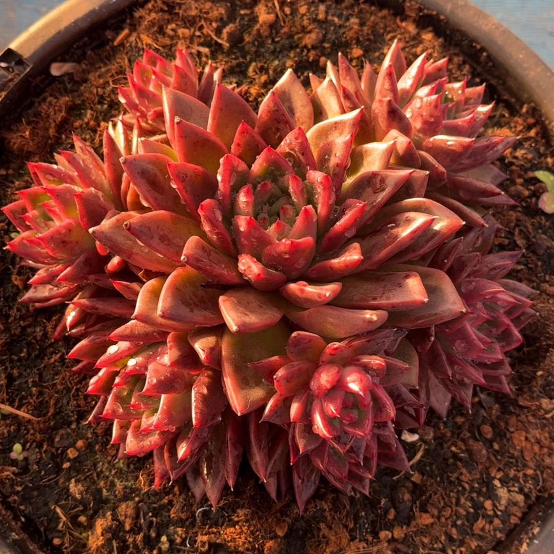 精品多肉一物一拍