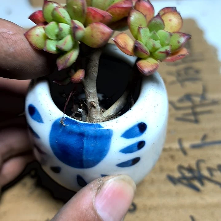 满6元包邮，酥皮鸭多头多肉