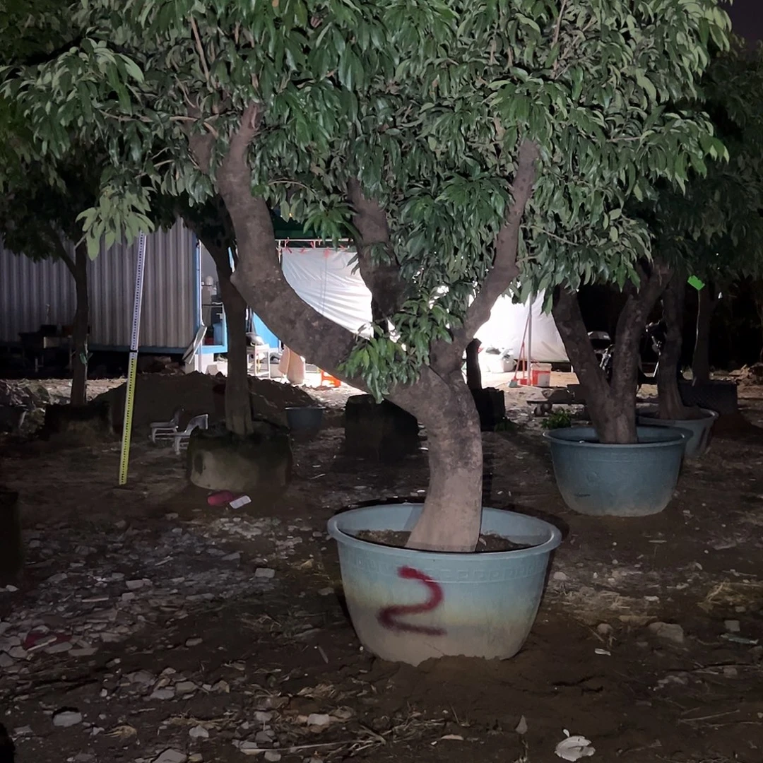 张***帮完全开放果树果树果树11111111