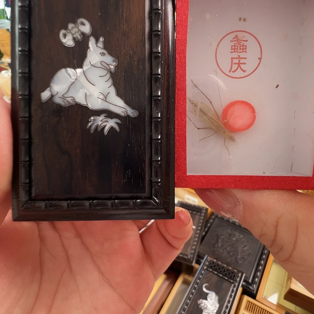 @****哈哈哈狗盒子➕柬埔寨竹蛉