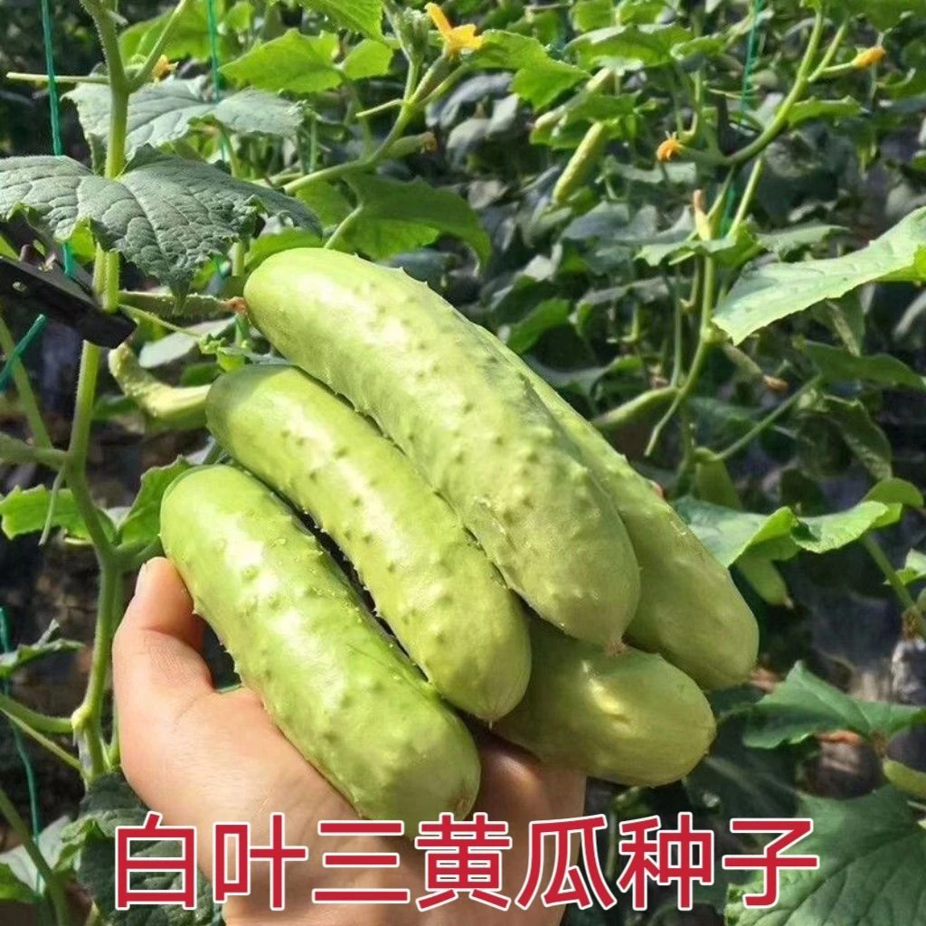黄瓜种子白叶三黄瓜种子绿色黄瓜水果黄瓜种子种籽