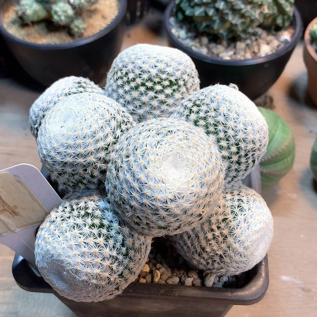 白鸟群没根