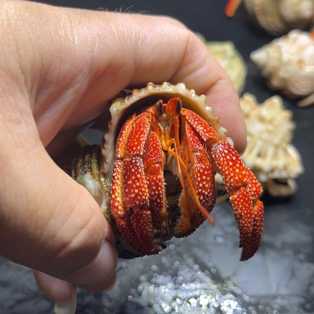 闪21号毛球2.9口径