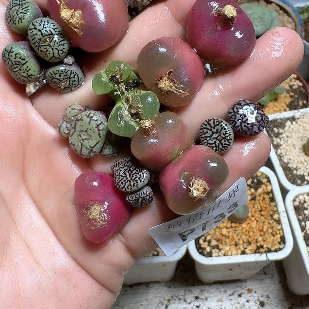 733盒多肉植物哇f v g