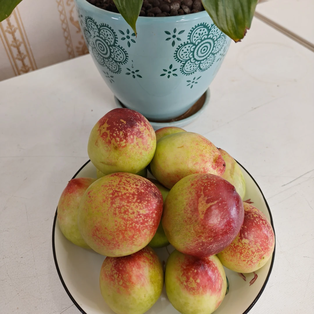 新鲜油桃约1000g克云南省