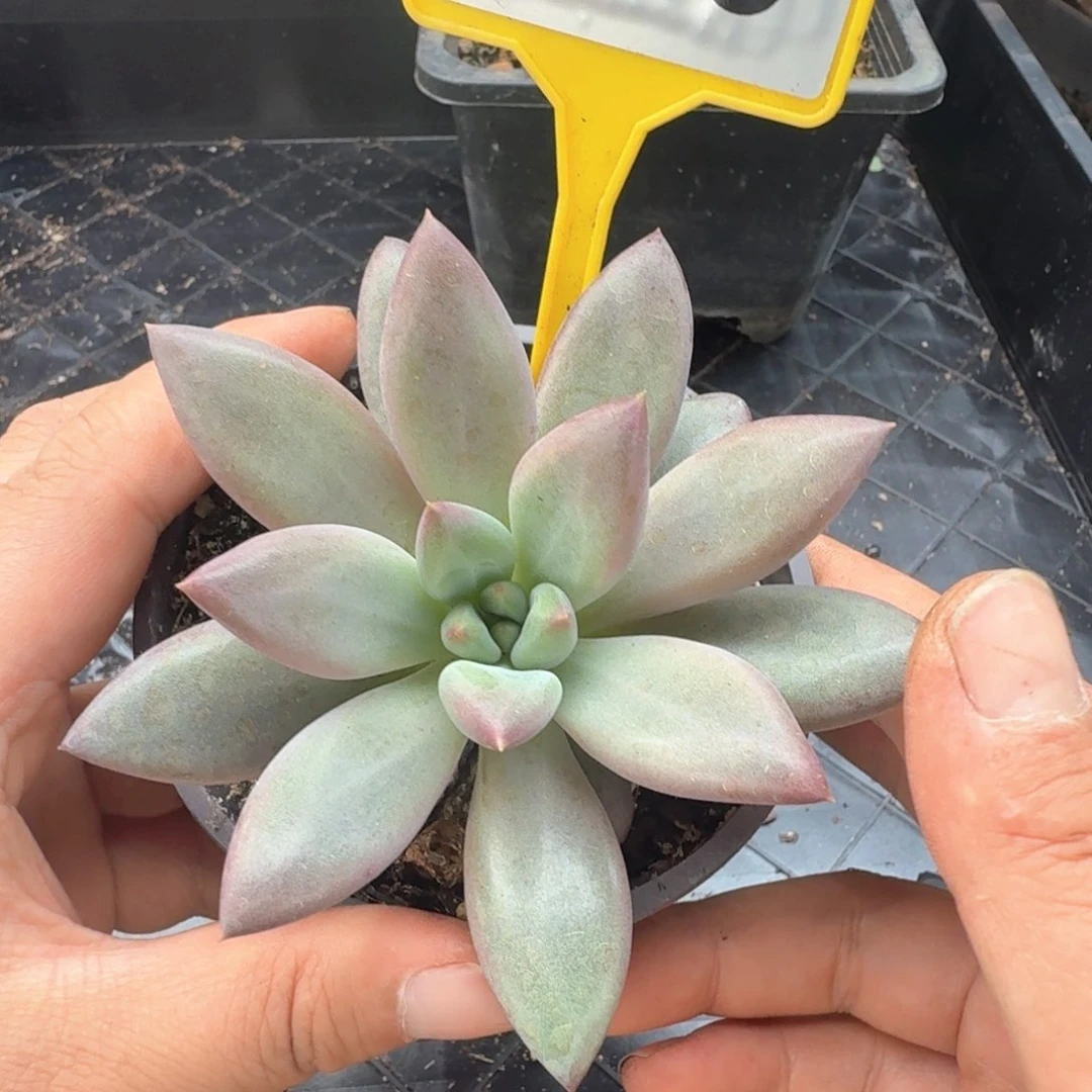 虞美人多肉植物926