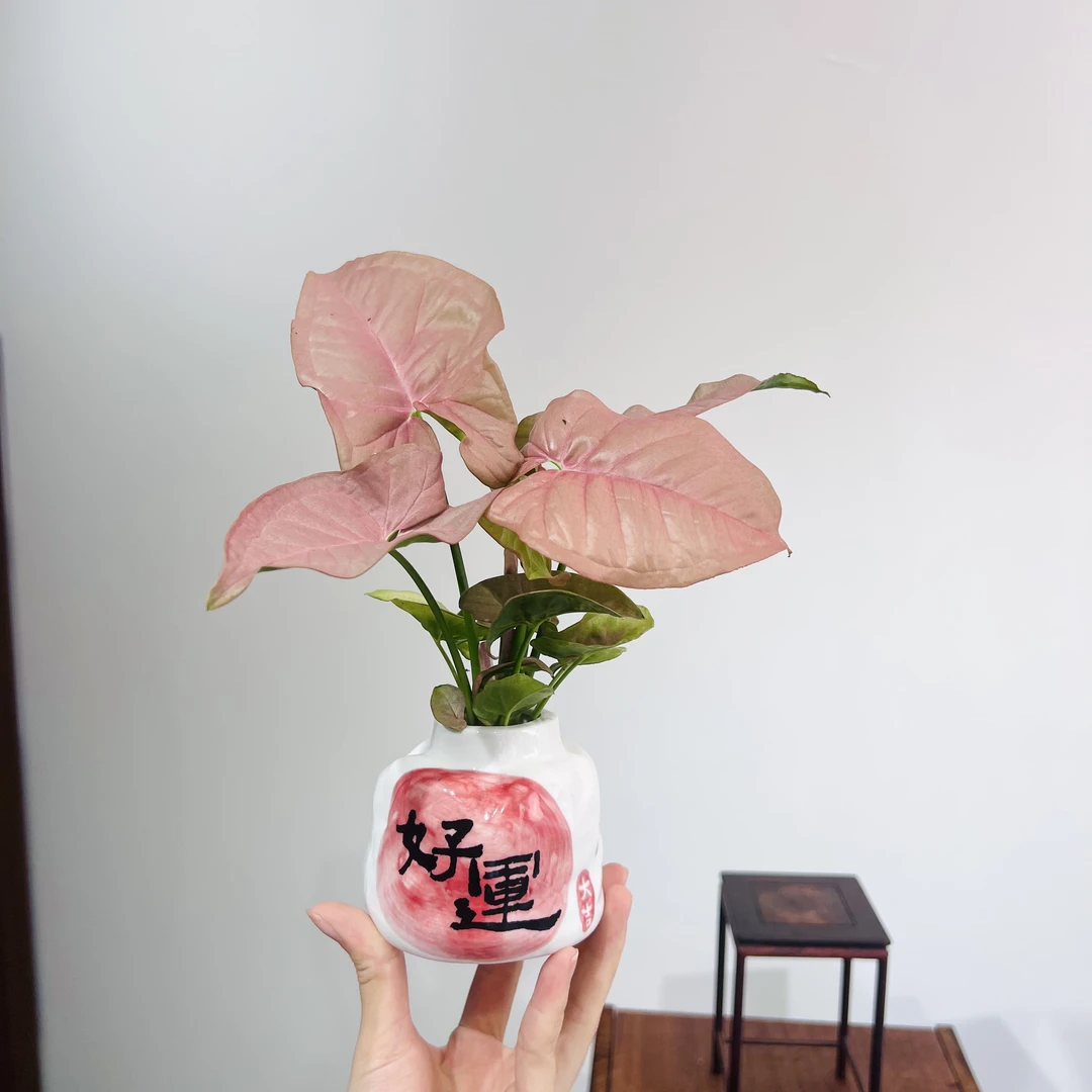 水培红粉佳人合果芋室内好养加赠好运盆