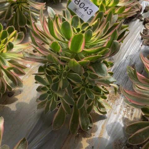 青莲多肉多肉8043