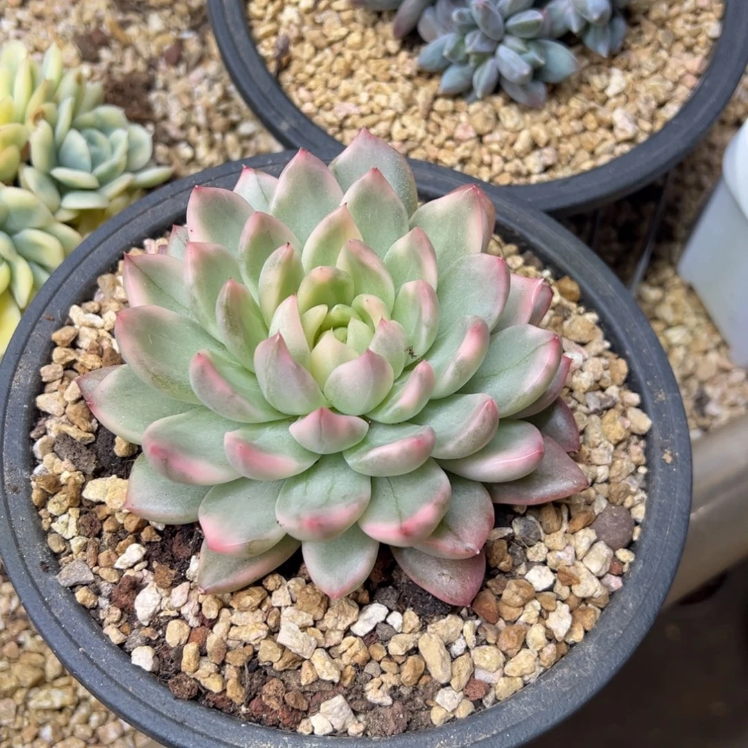 冰心公主锦 夏鸣园艺