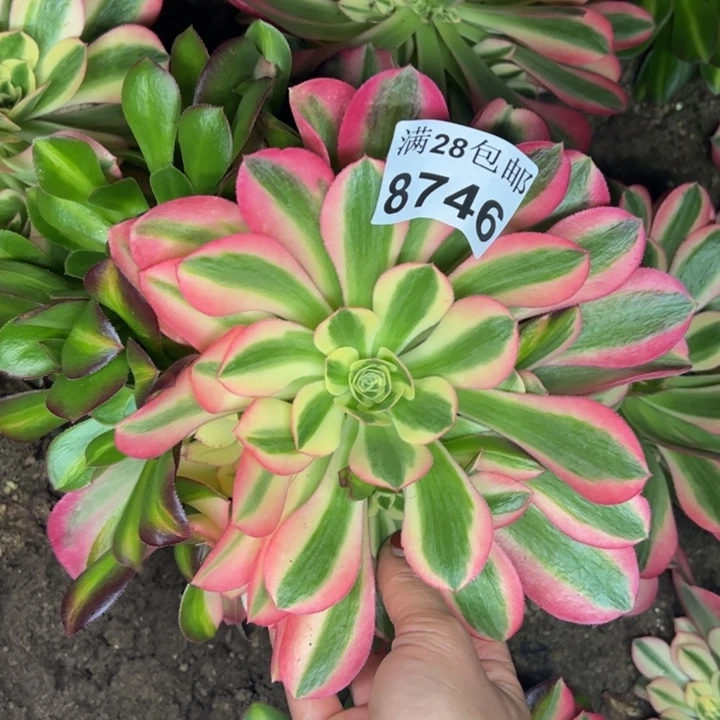 8746女巫多肉植物