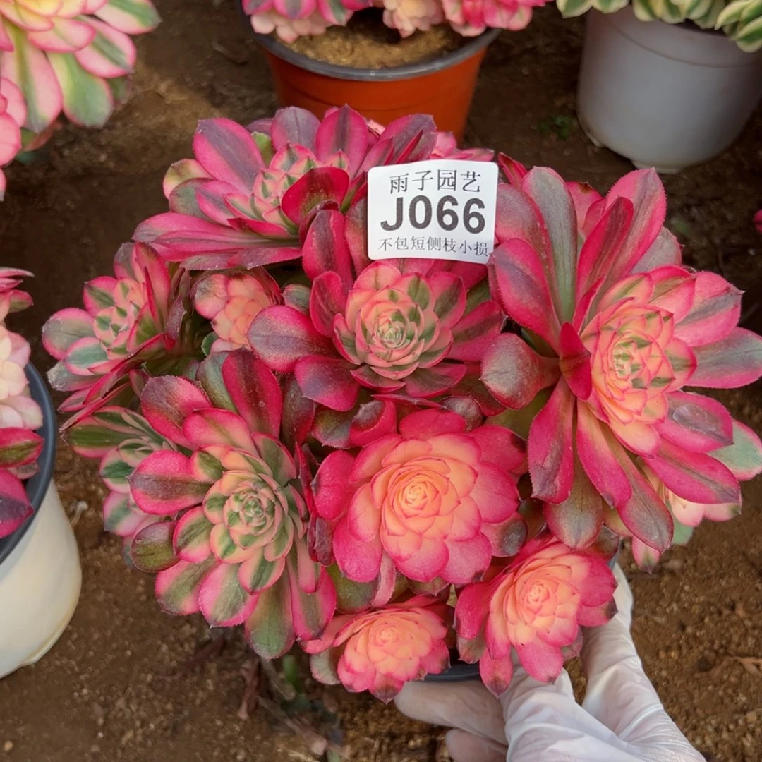 066荔枝尺寸23左右