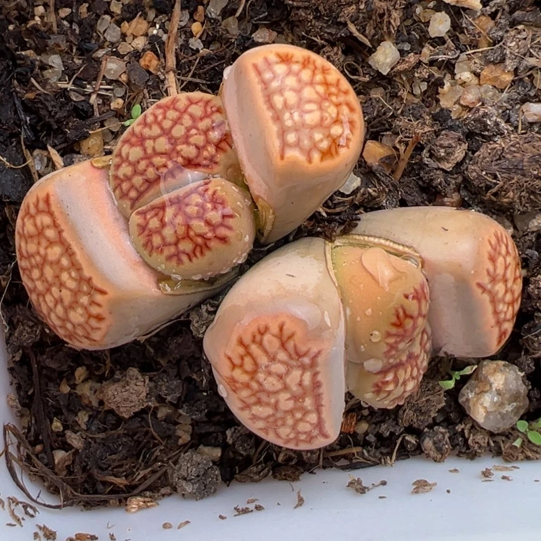 2.5好看的多肉666