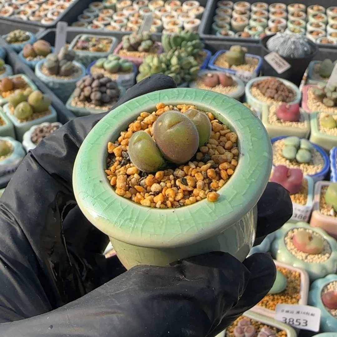 3879-一物一拍 带盆