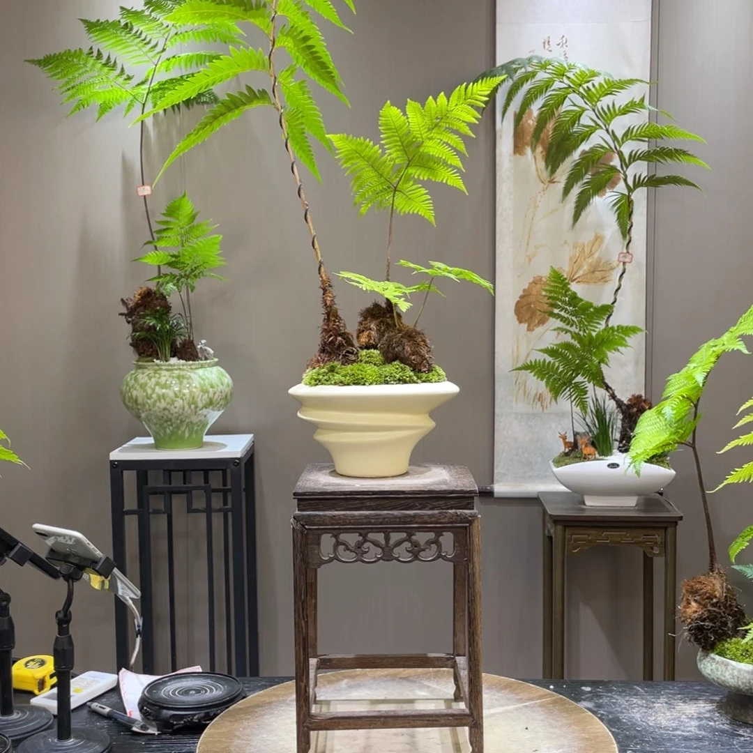 M***丹蕨类植物和灌木植物等植物