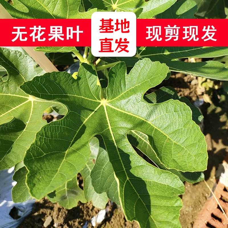 新鲜农家无花果叶子现摘现发无花果树叶茎枝包邮