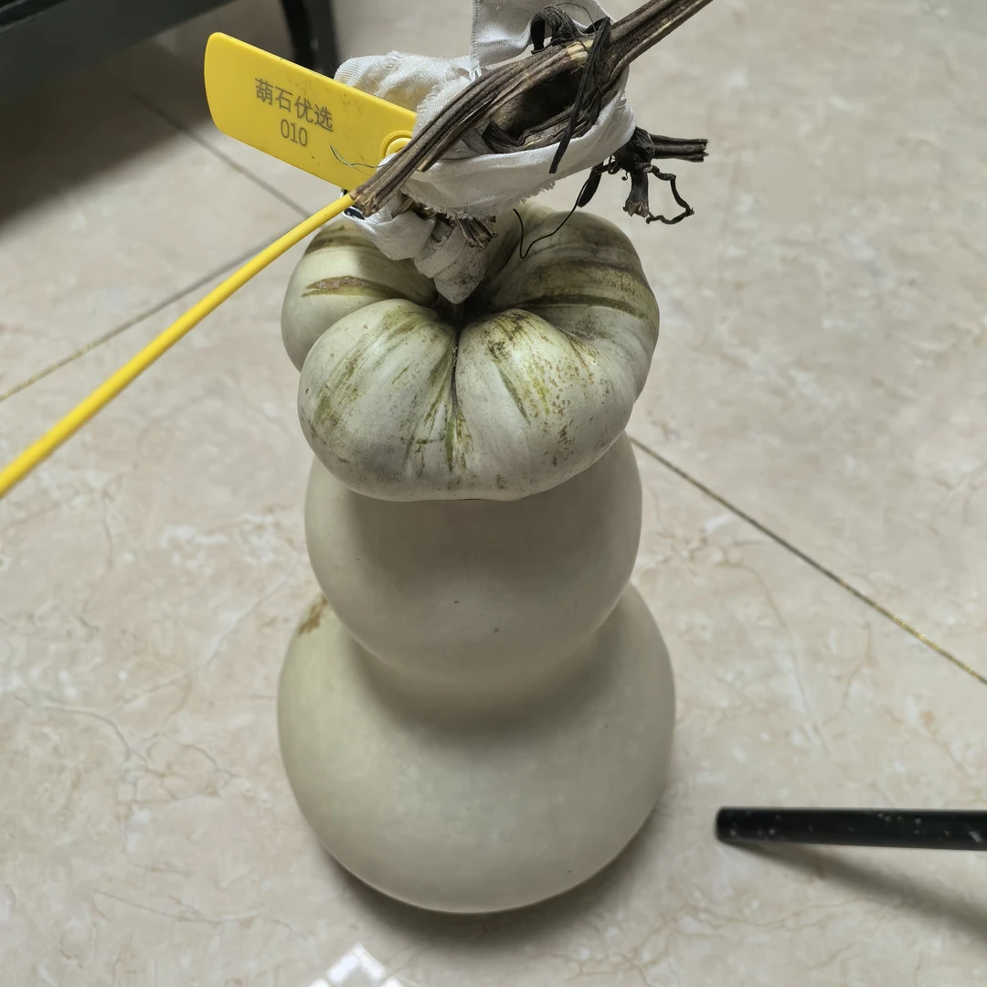 中号八宝莲花头种子五颗送三颗到手八颗