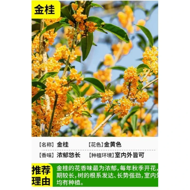新【高杆】新金桂花树盆栽浓香型带花苞好养易活适合阳台庭院室内