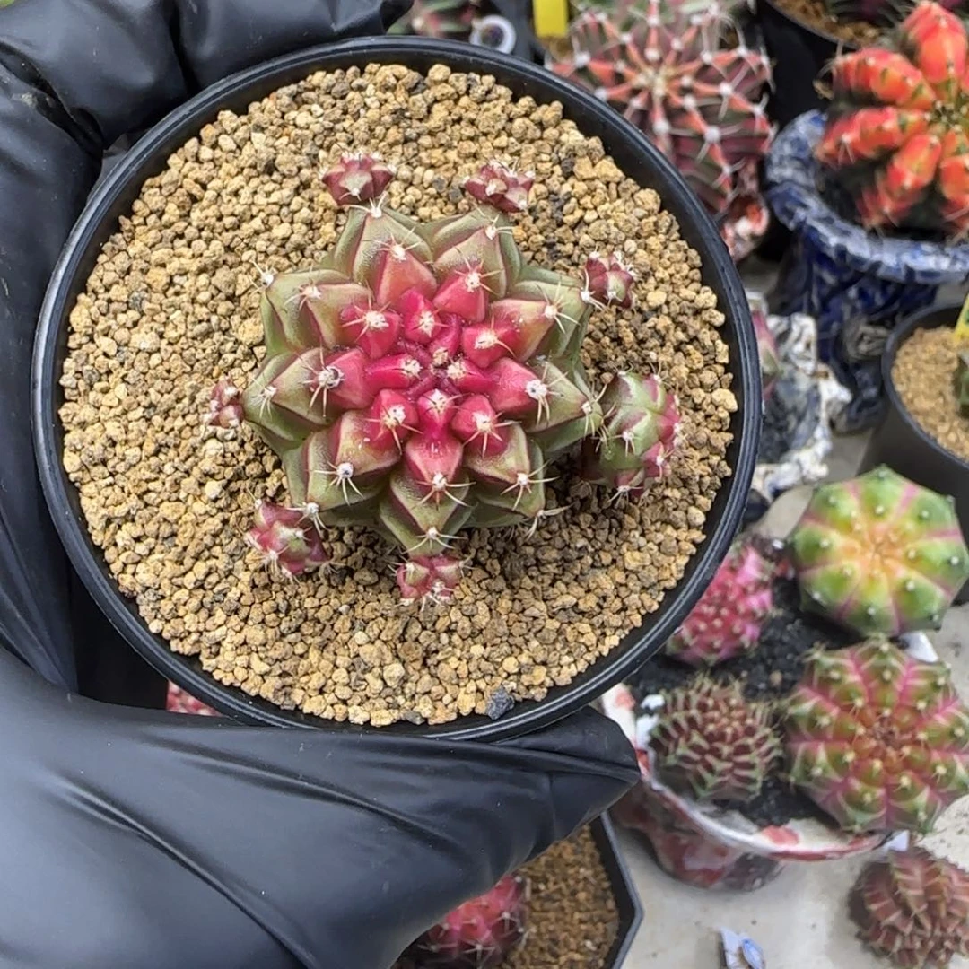 泰系名品侧芽小红帽