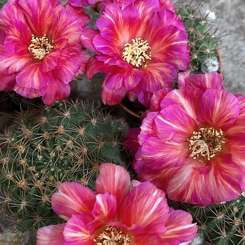 泰国丽花，5公分左右