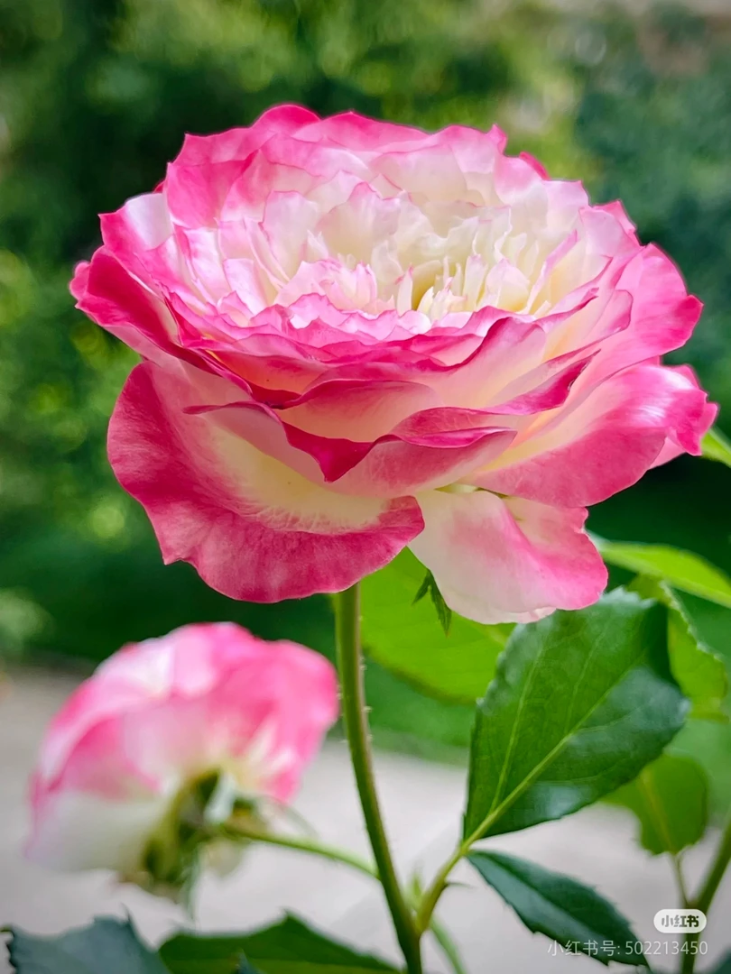 （初装）小七月季盆栽带盆带土独颗