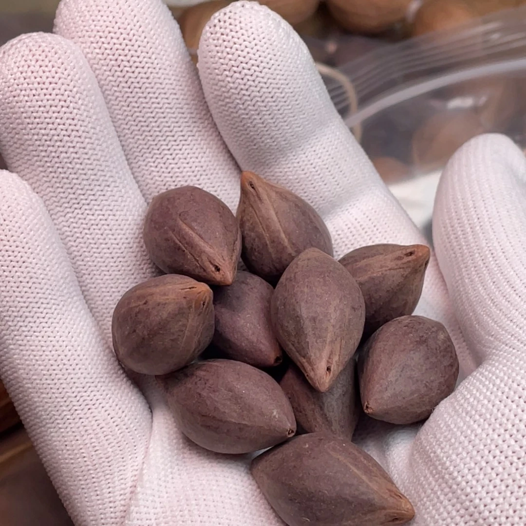 橄榄核手串/手链1