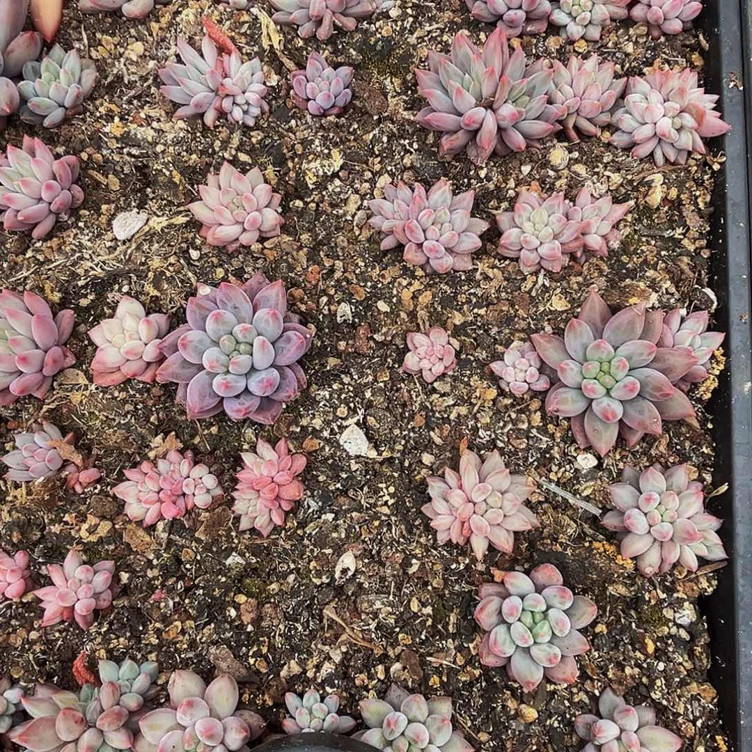 桔云多肉美人精品系列10颗