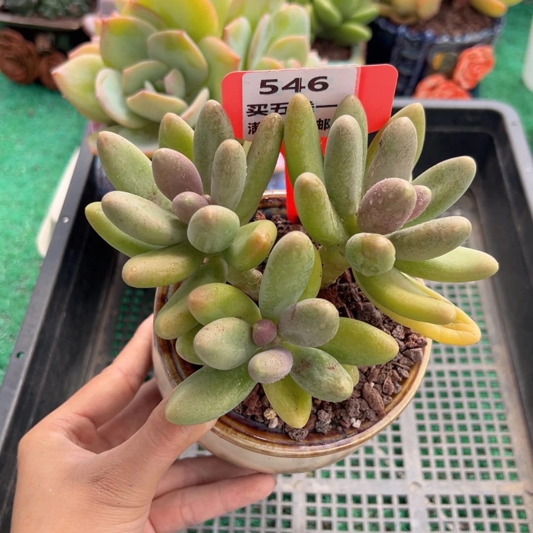 表妹精品多肉植物546.