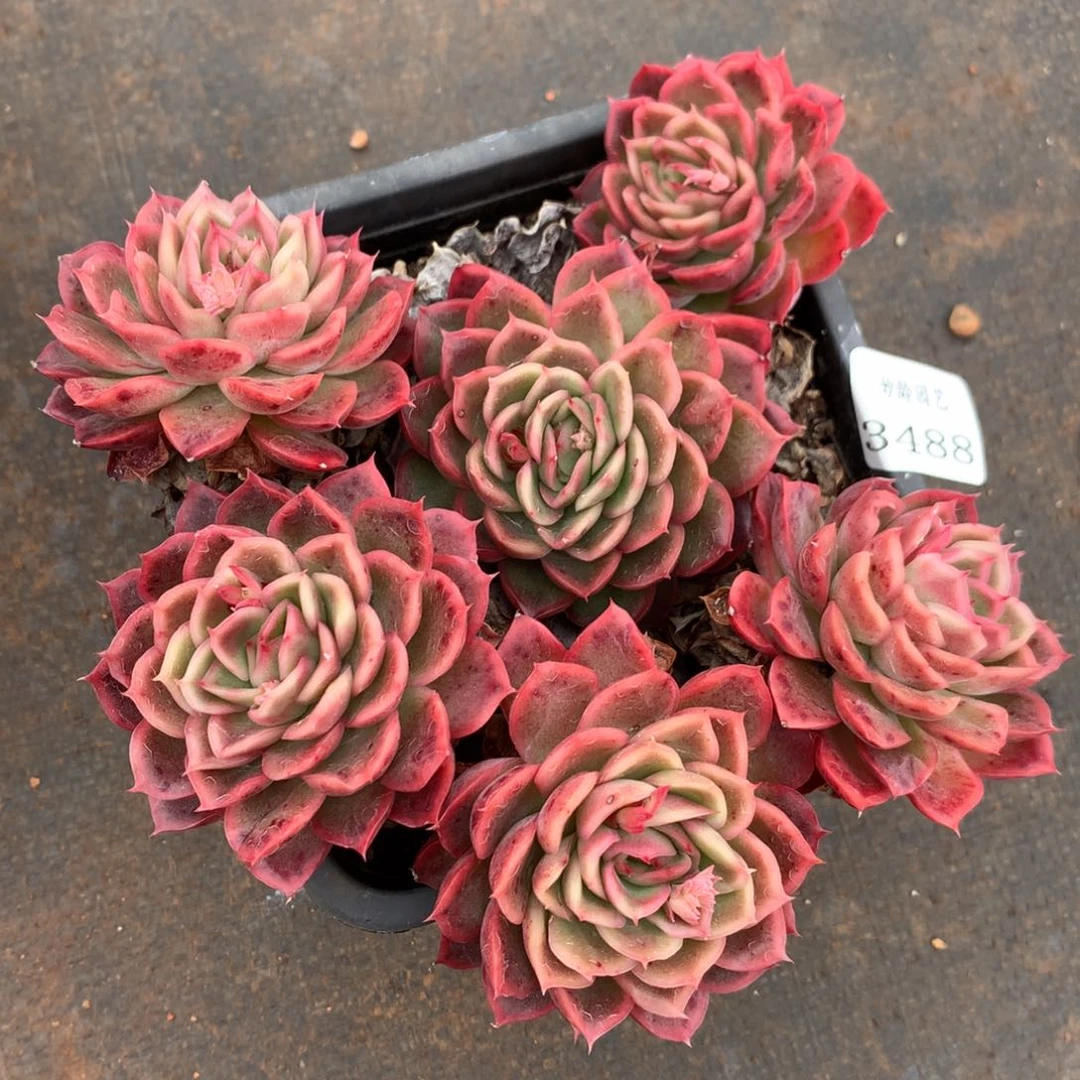 3488新年快乐发发发