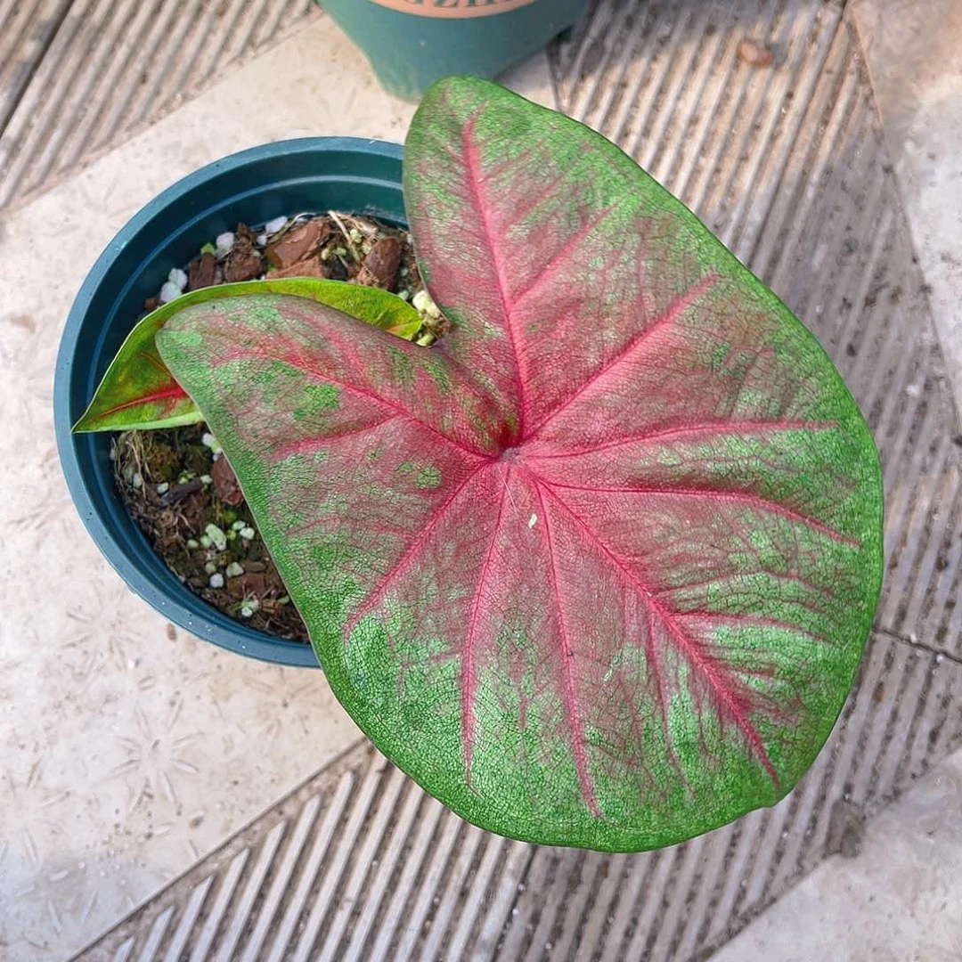 完全开放泰彩一物一拍9983