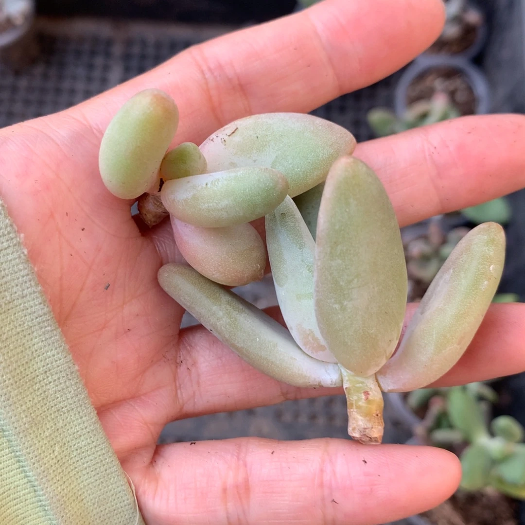 韩国香蕉奶酪母本哦