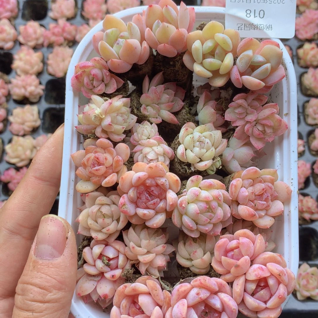 反反复复还是很开心的019