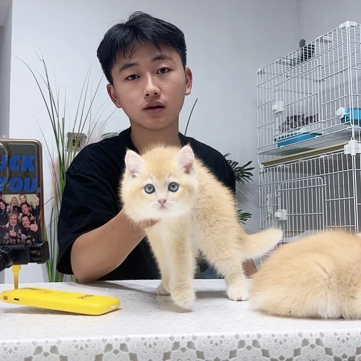 金渐层包子弟弟金渐层包子弟弟