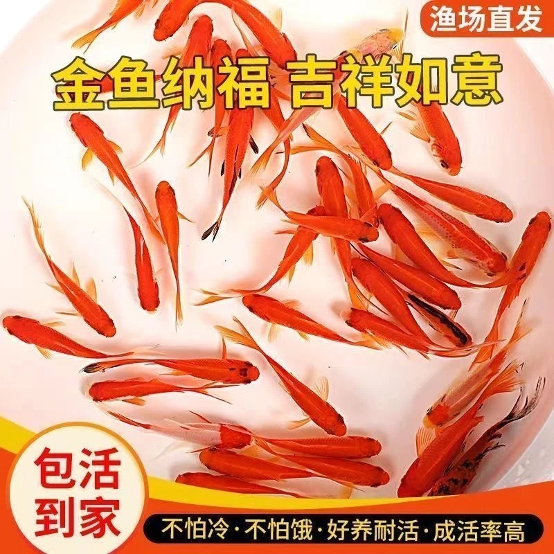 【3-6cm】红草金鱼好养好活冷水适合新手观赏鱼冷水鱼锦鲤天使包邮