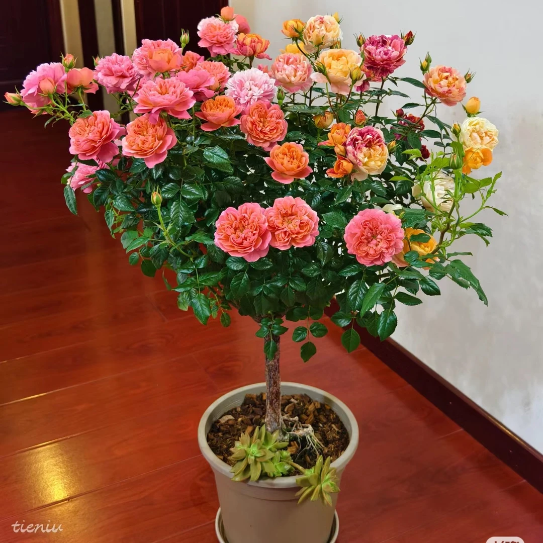 多色棒棒糖月季 多品种嫁接多色树桩月季花