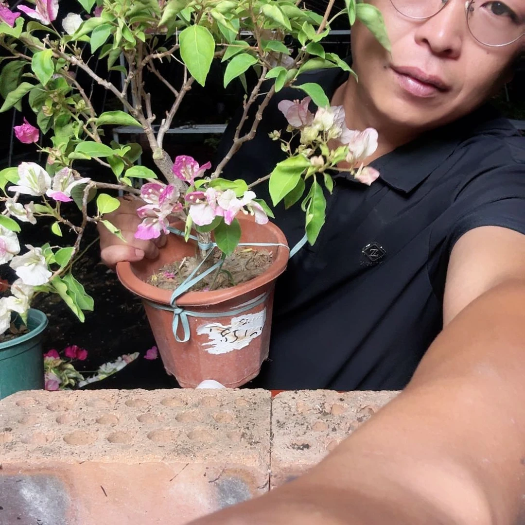 完全开放三角梅章红英