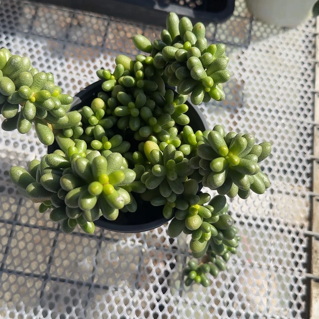 绿龟之卵多肉植物