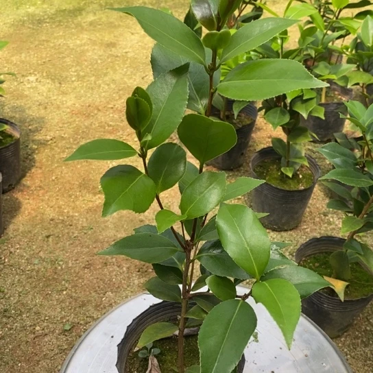 当前无花栽培后可以开花