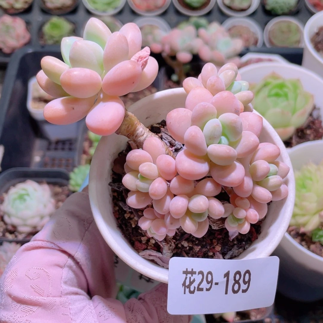 花利美29-189洛神