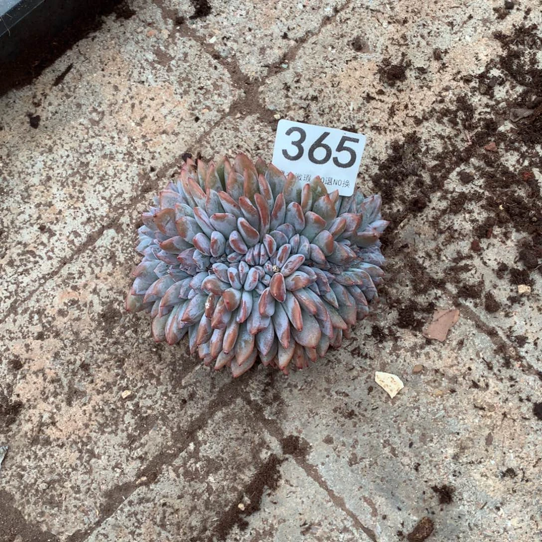 364橙子缀化多肉植物有瑕