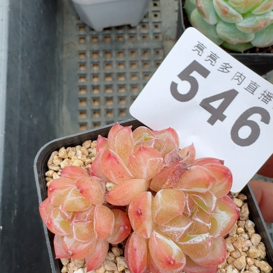 竹璃珍妮            精美多肉植物