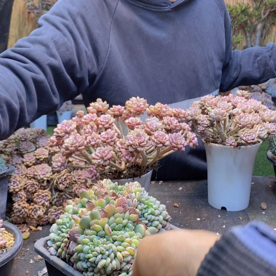 5***410号白胖子缀多肉