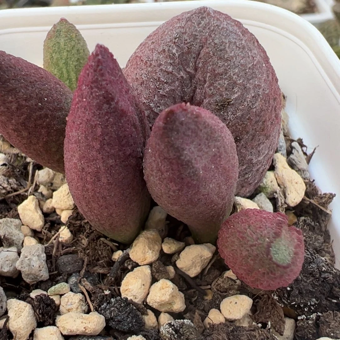 实生新品大苗多肉植物水泡