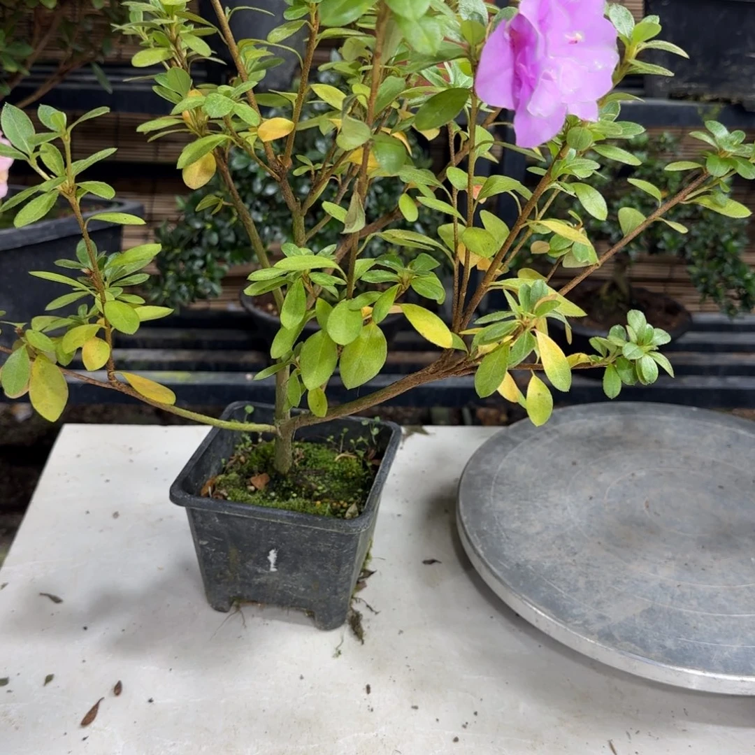 ***掂完全开放小夜zhiwu