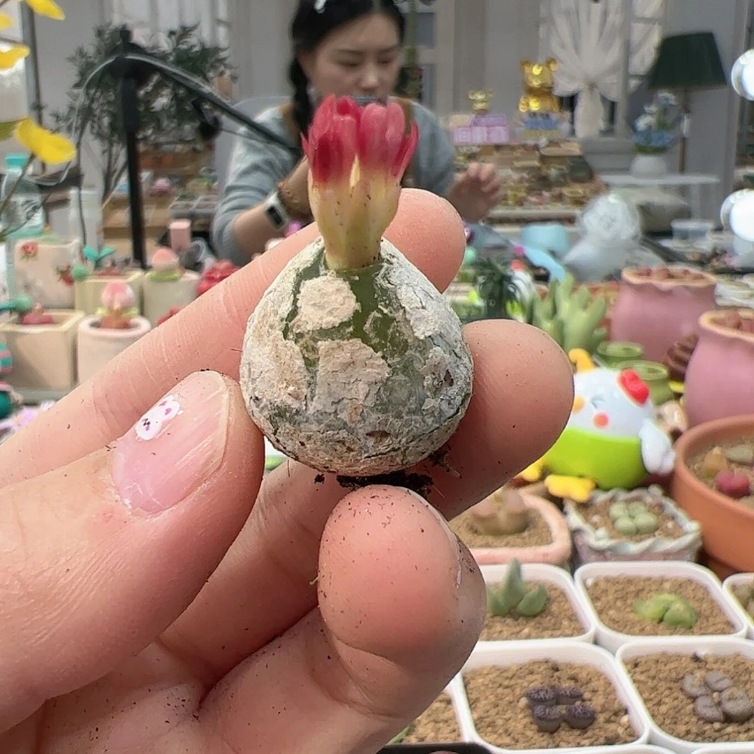 【闪购商品】90 红花灯泡