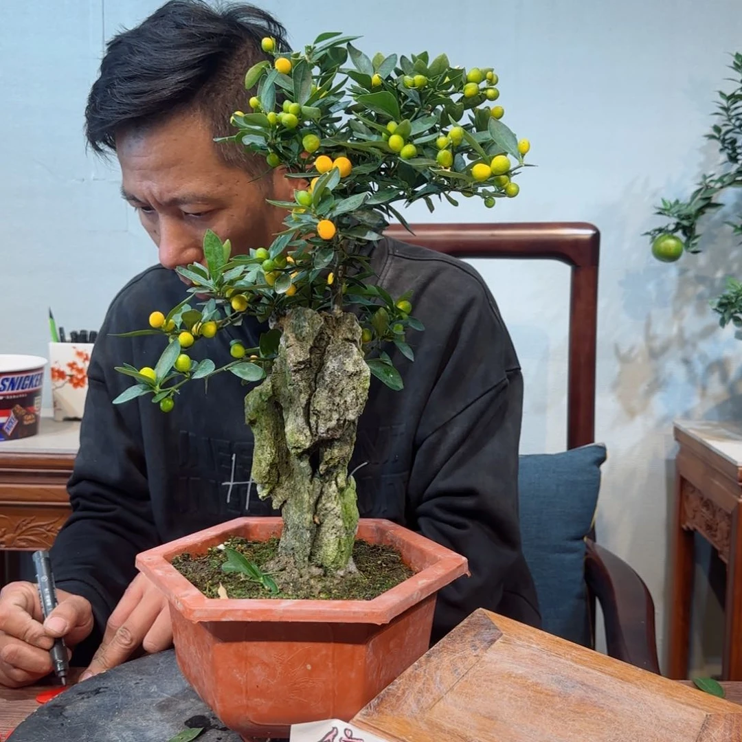 当前无花朵，栽培后可花朵R****Z