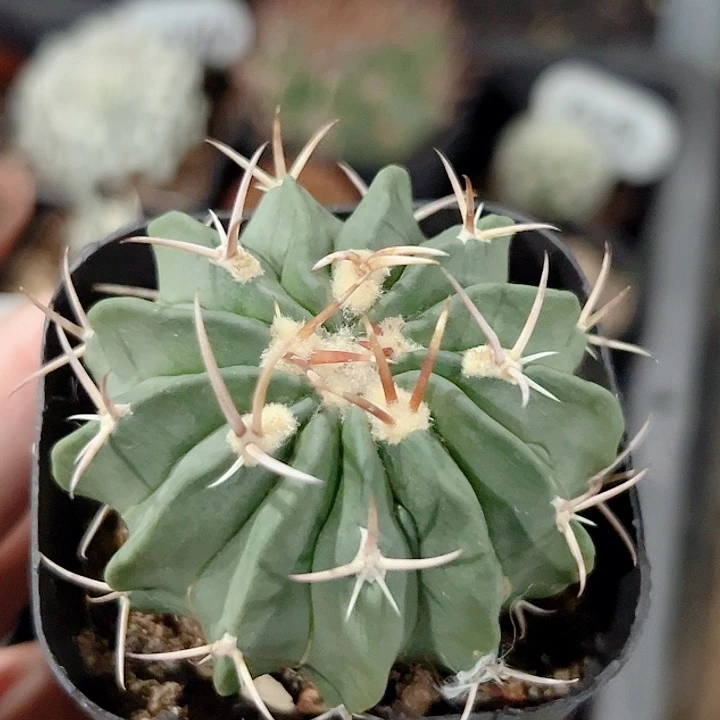 龙剑丸实生仙人球