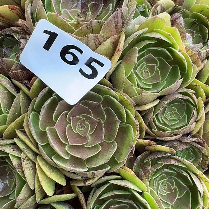 用***莉165墨染17-15发货